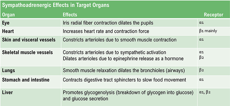 Adrenergic effects table